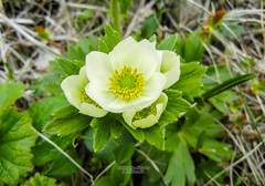 Anemonastrum villosissimum