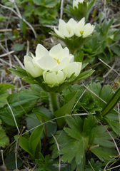 Anemonastrum villosissimum