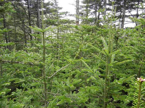 Abies sachalinensis iNat (2)