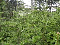 Abies sachalinensis