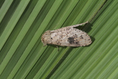 Malocampa subguttata