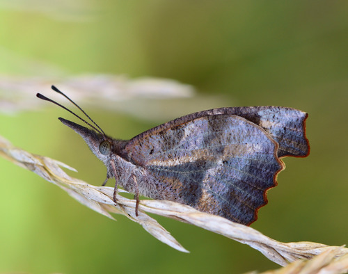 American Snout, Will County, IL, USA, photo 10 of 10