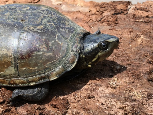 Striped Mud Turtle