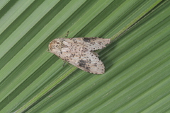 Malocampa subguttata