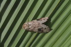 Malocampa subguttata