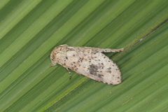 Malocampa subguttata