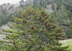 Picea jezoensis jezoensis