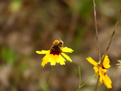 Andrena rudbeckiae