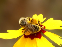 Andrena rudbeckiae