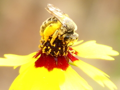 Andrena rudbeckiae