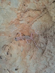 Ptyodactylus