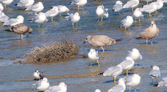 Larus glaucoides thayeri