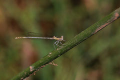 Platycnemis subdilatata