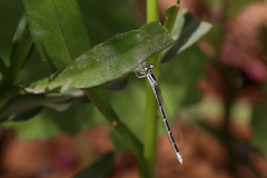 Coenagrion caerulescens