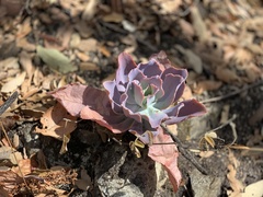 Gibbiflorae