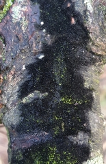 Chaetosphaerella phaeostroma
