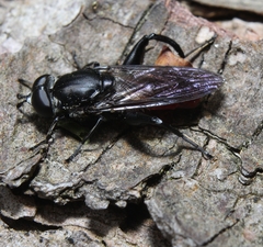 Chalcosyrphus piger