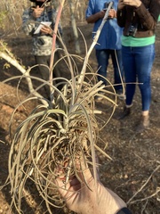 Tillandsia exserta