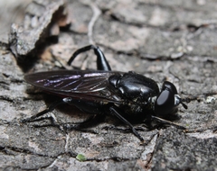 Chalcosyrphus piger