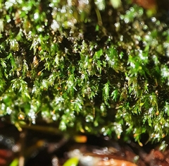Fissidens gracilifolius
