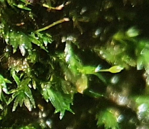 Image of Fissidens gracilifolius by no rights reserved