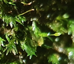 Fissidens gracilifolius