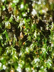 Fissidens gracilifolius