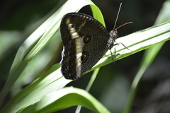 Dasyophthalma rusina