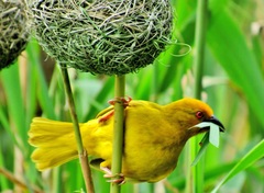 Ploceus subaureus subaureus