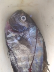 Uraspis helvola