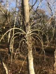 Tillandsia exserta