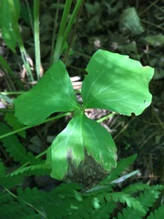 Trillium cernuum
