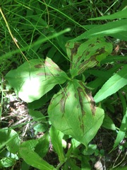 Trillium cernuum