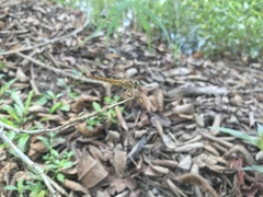 Brachythemis contaminata