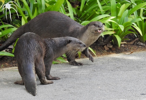 Smooth-coated Otter, photo 5 of 8