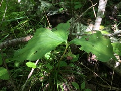 Trillium cernuum
