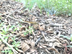 Brachythemis contaminata