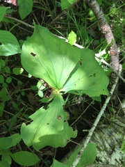 Trillium cernuum