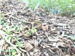 Brachythemis contaminata