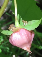 Trillium cernuum