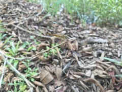 Brachythemis contaminata