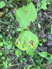Trillium cernuum