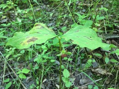Trillium cernuum