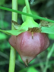 Trillium cernuum