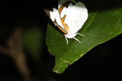 Dynamine myrrhina