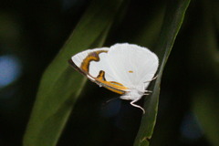 Dynamine myrrhina
