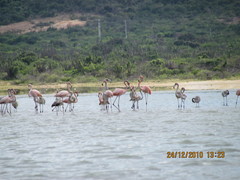 Phoenicopterus ruber