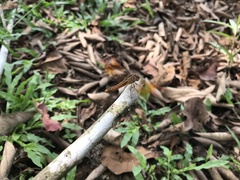 Brachythemis contaminata