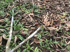 Brachythemis contaminata