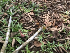 Brachythemis contaminata